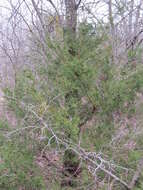 Image of Eastern Juniper