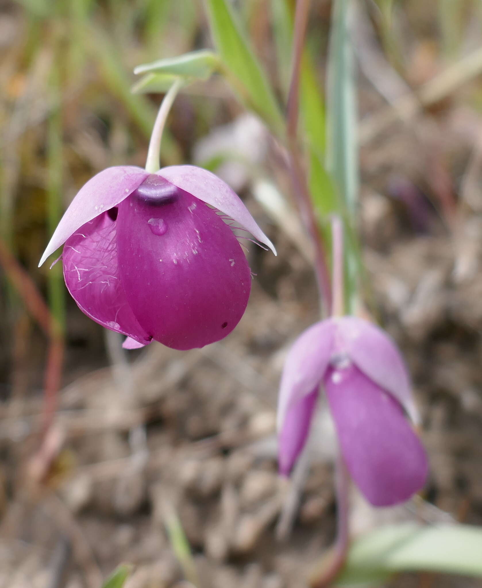 Image de Calochortus amoenus Greene