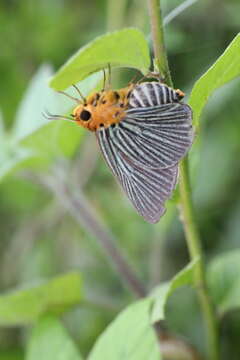 Image of Small Green Awlet