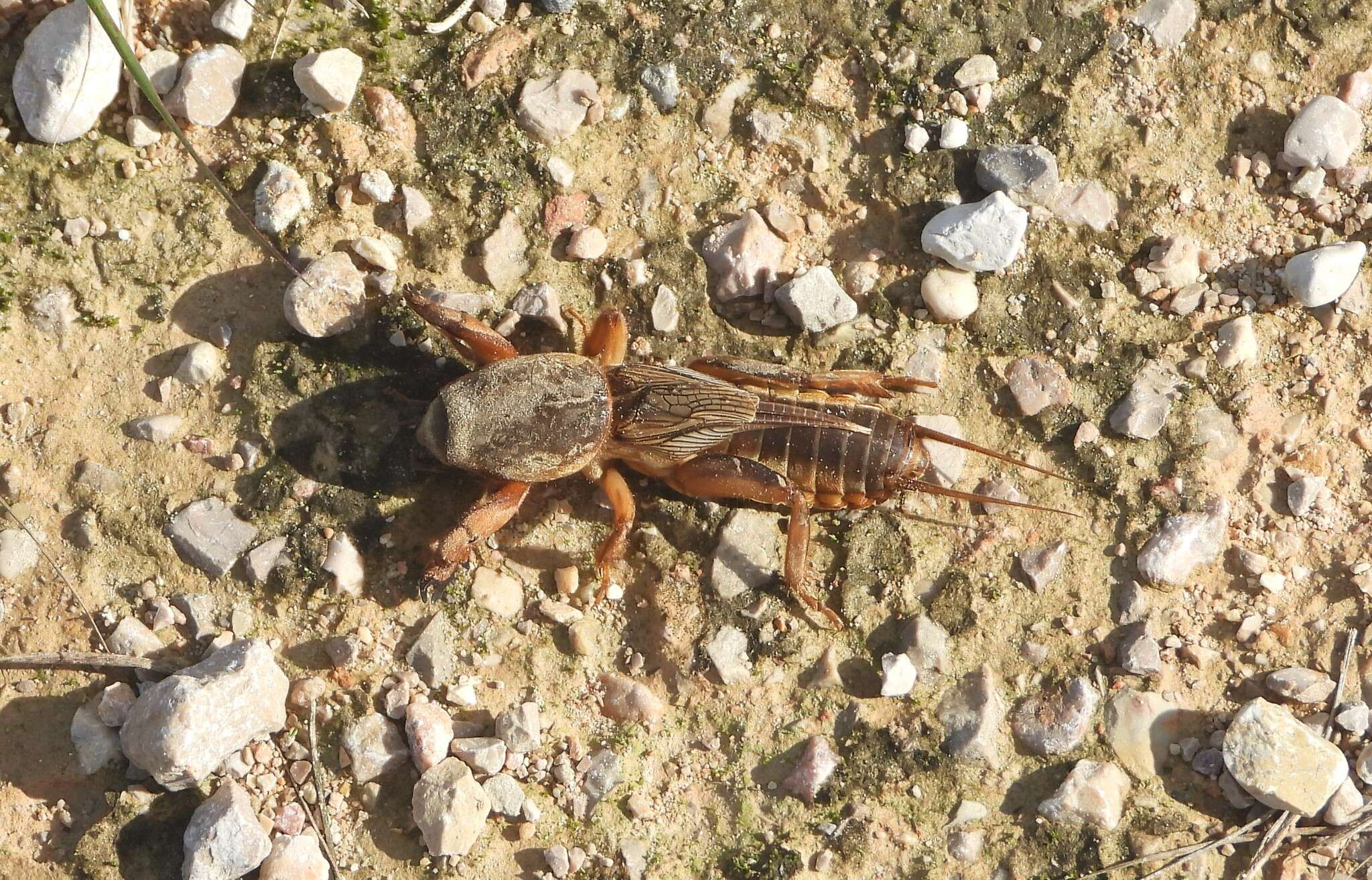 Image of Gryllotalpa septemdecimchromosomica Ortiz 1958