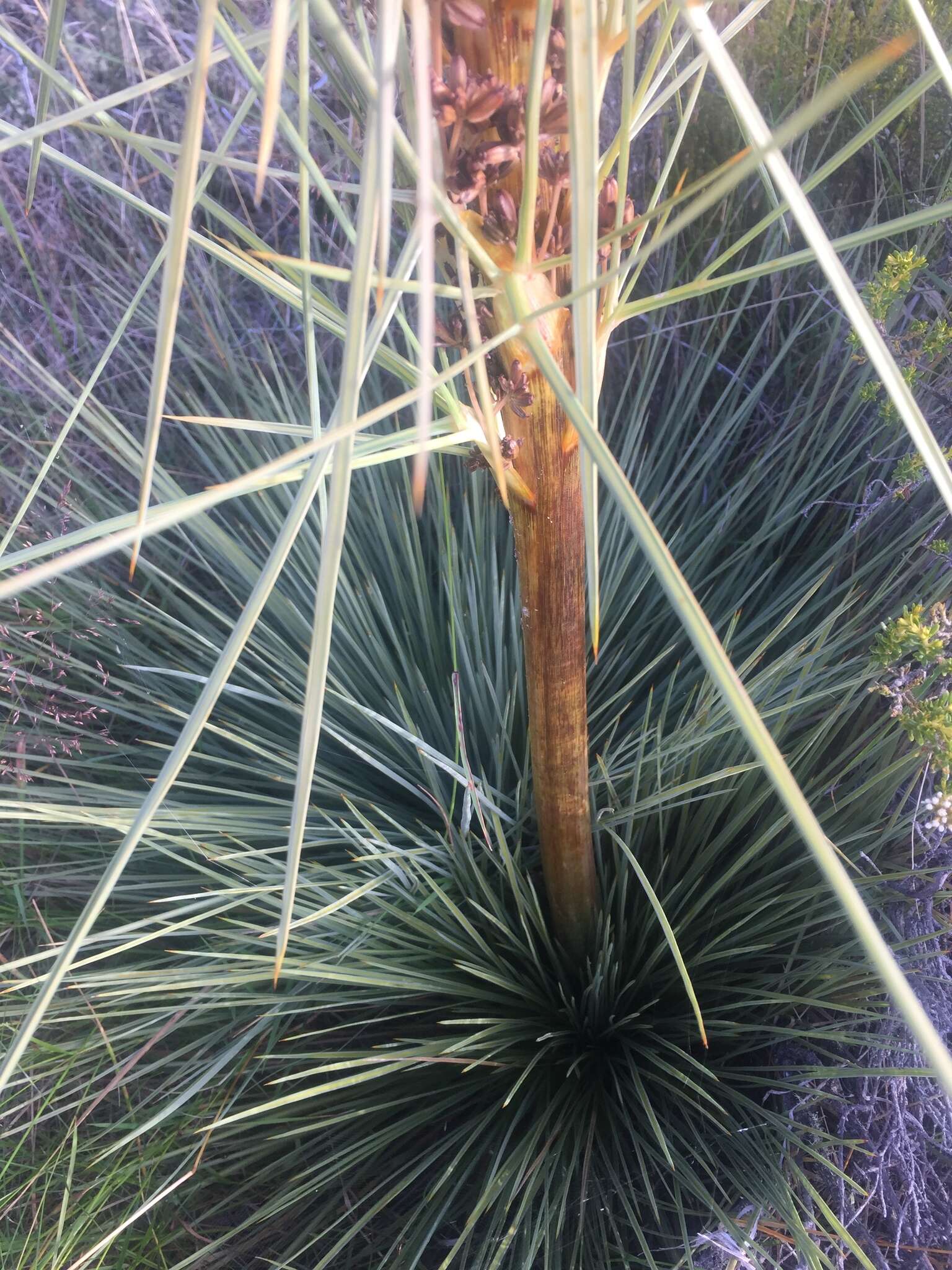 Image of Aciphylla subflabellata W. R. B. Oliv.