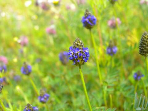 Image of Dalea obreniformis (Rydb.) Barneby