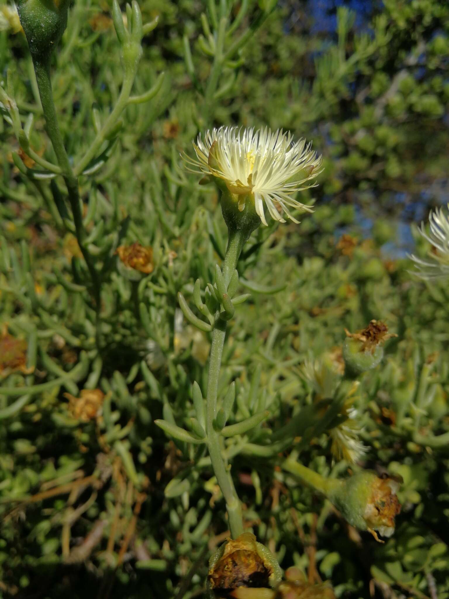 Imagem de Mesembryanthemum splendens L.