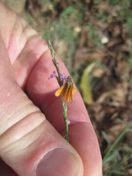 Image of Southern Skipperling