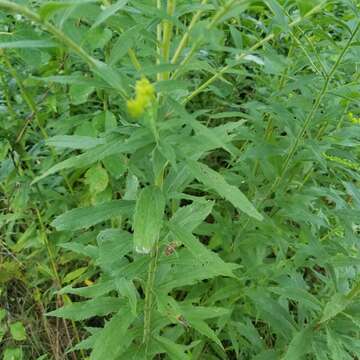 Image of Harger's goldenrod