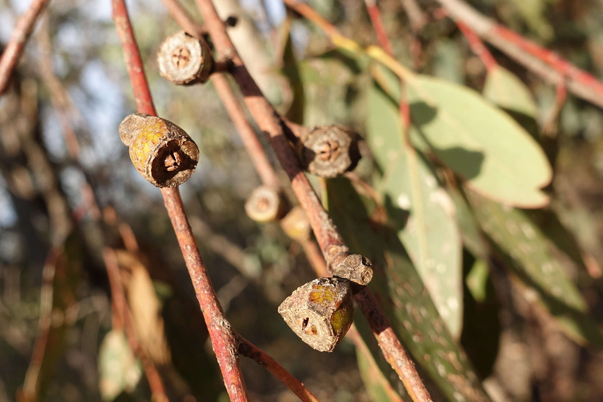 Image of Eucalyptus goniocalyx subsp. goniocalyx