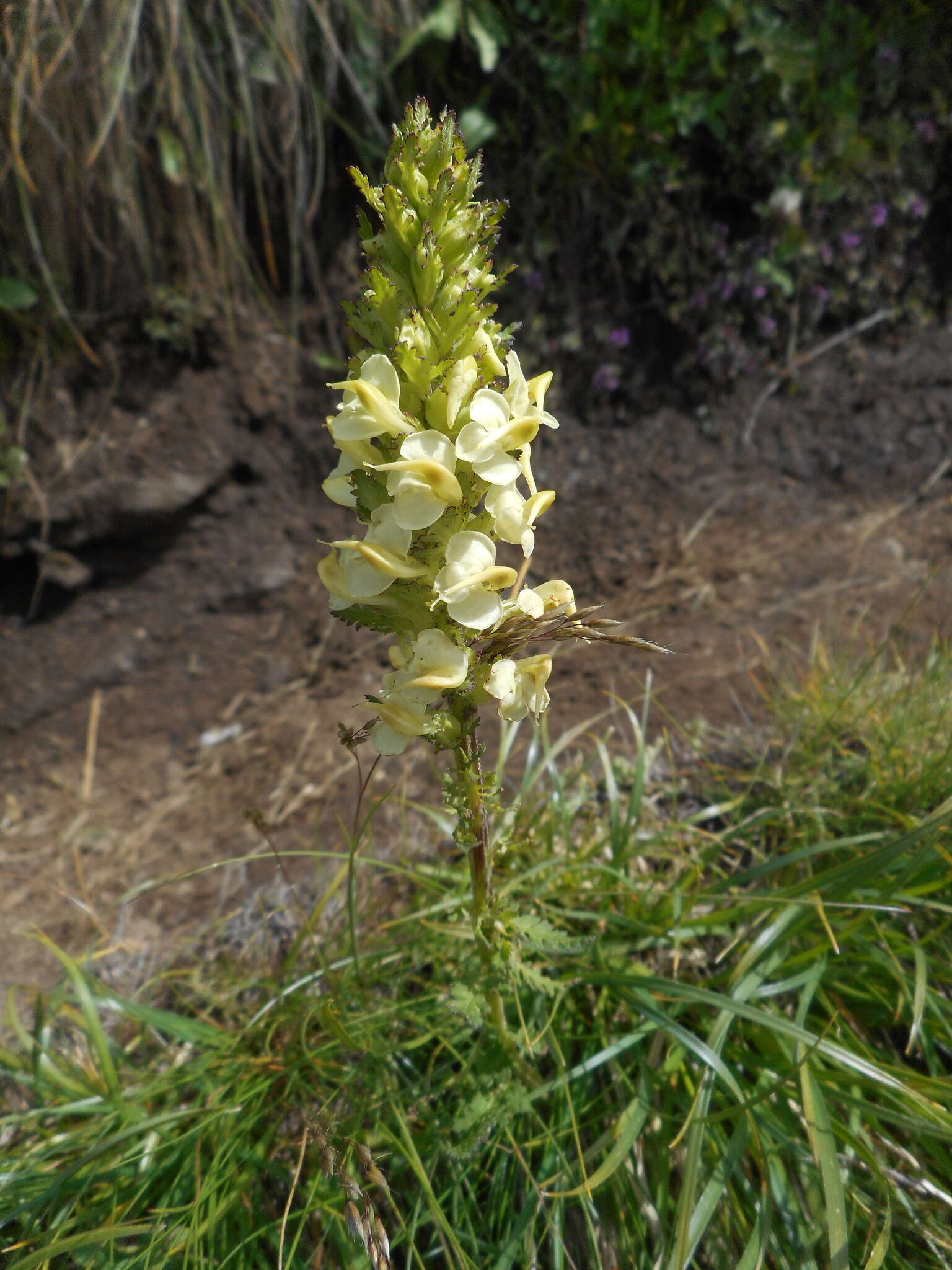 Слика од Pedicularis elongata A. Kerner