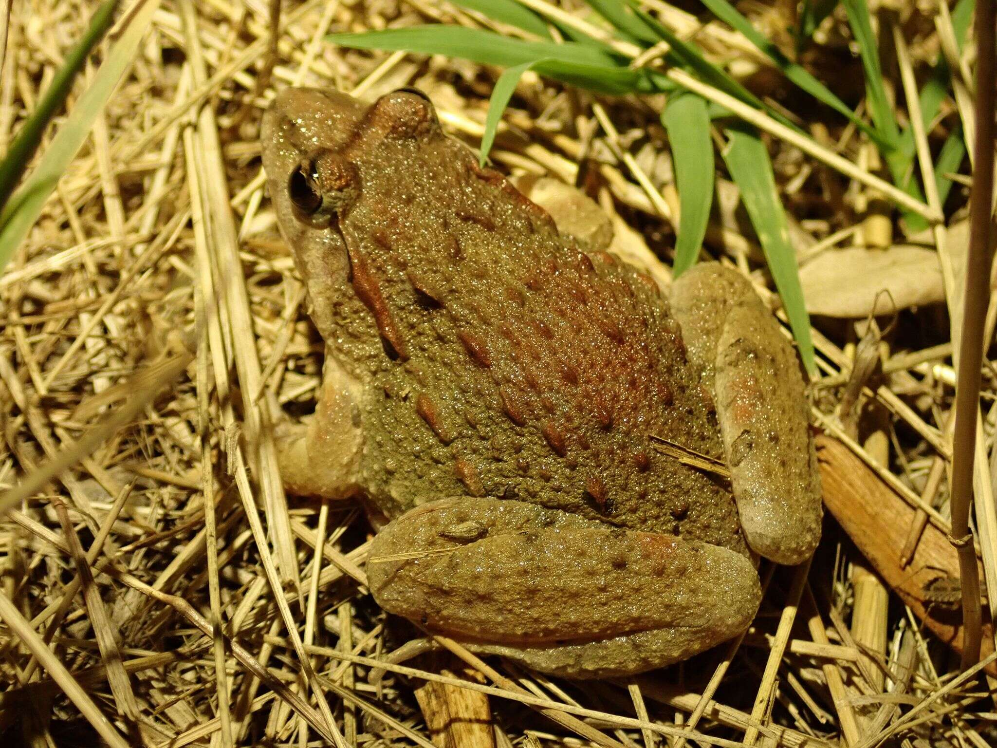 Image of Painted Frog