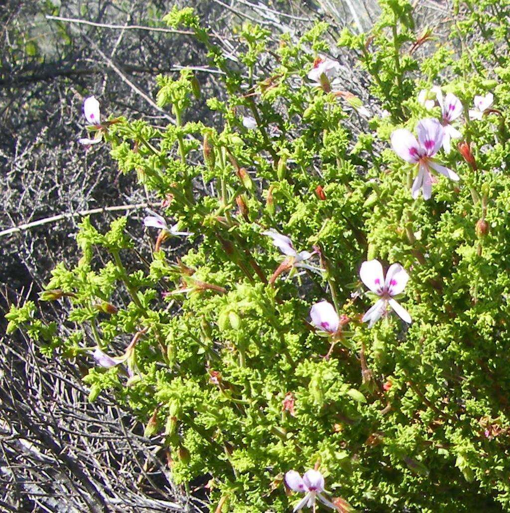 Image of Pelargonium crispum (Berg.) L'Her.