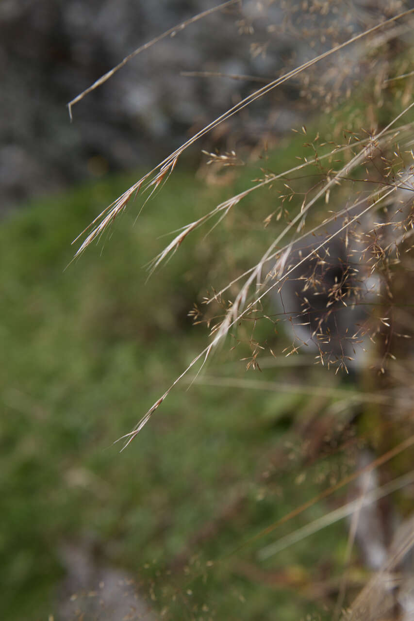 Image of brome fescue