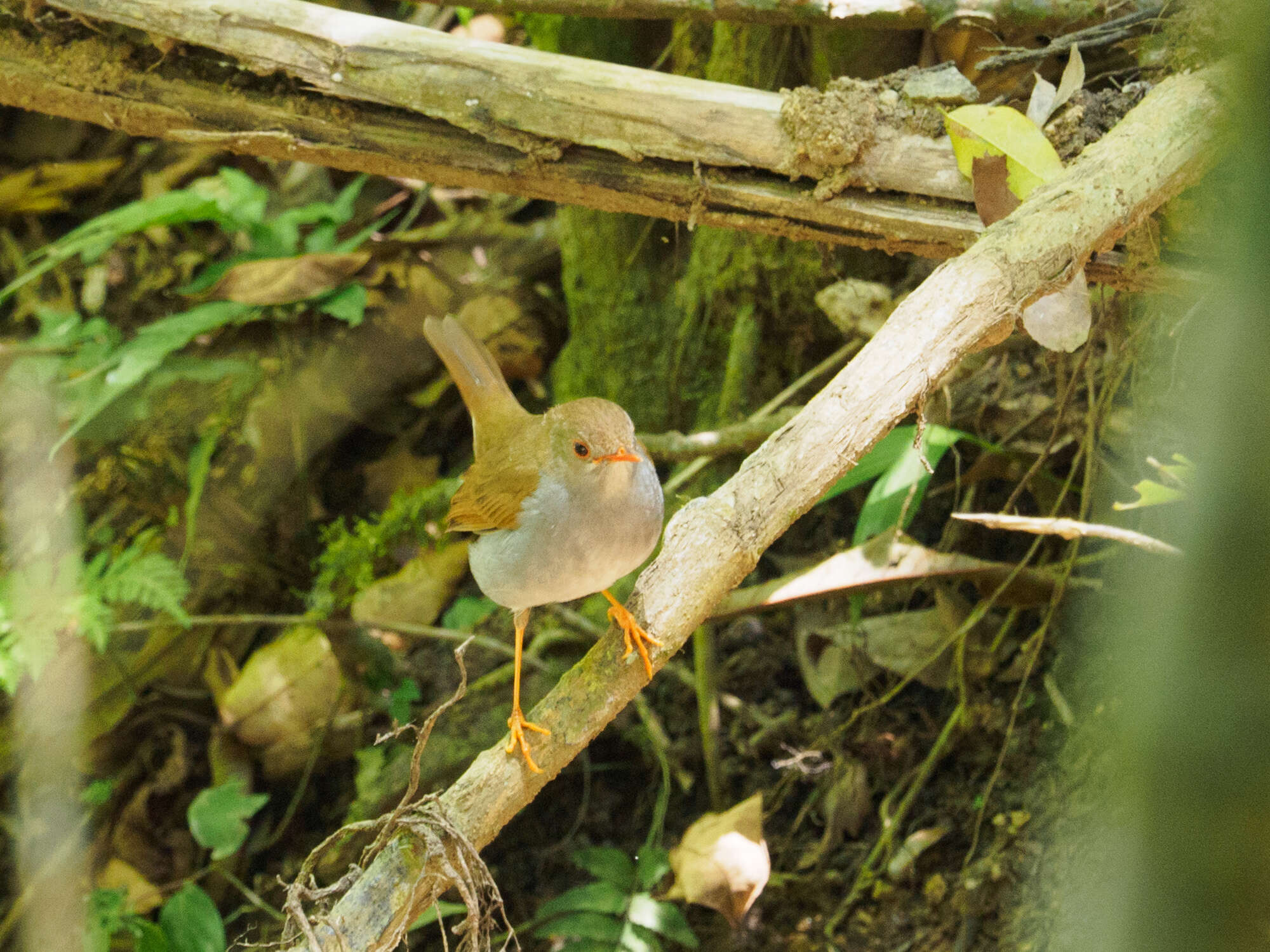 Image of Orange-billed Nightingale-Thrush