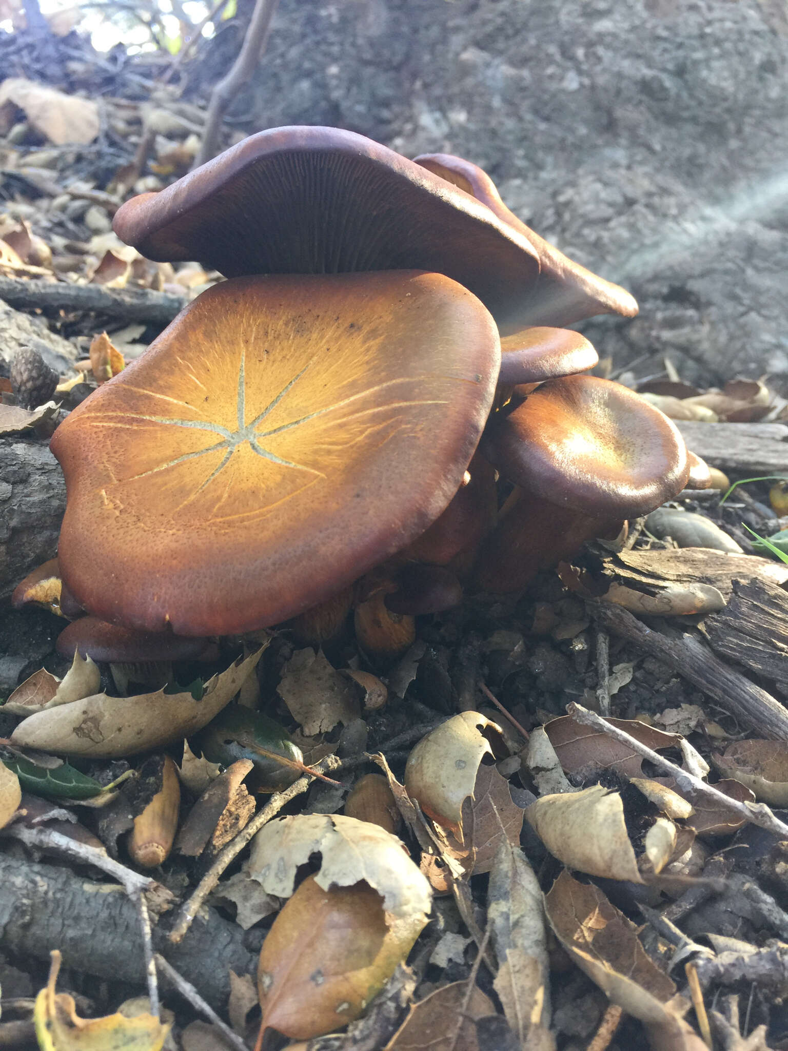 Image of western jack-o'-lantern mushroom