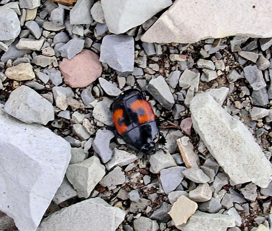 Image of Hister quadrimaculatus Linnaeus 1758