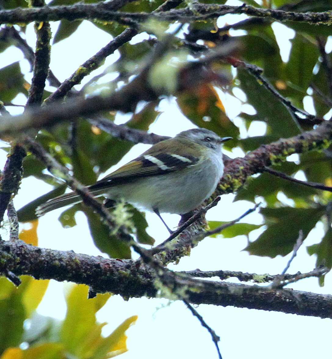 Image of White-banded Tyrannulet