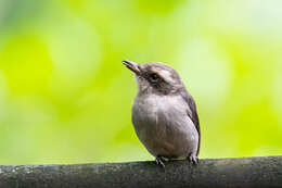 Image de Tephrodornis Swainson 1832