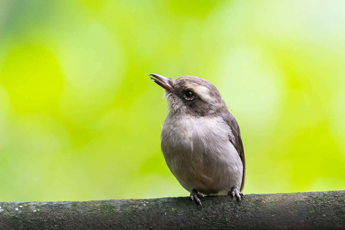 Image de Tephrodornis Swainson 1832