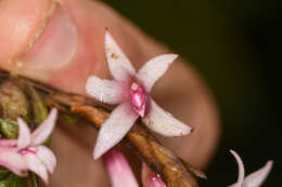 Image of Maxillaria schlechteriana J. T. Atwood
