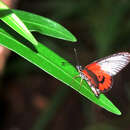 Image of Acraea lia Mabille 1879