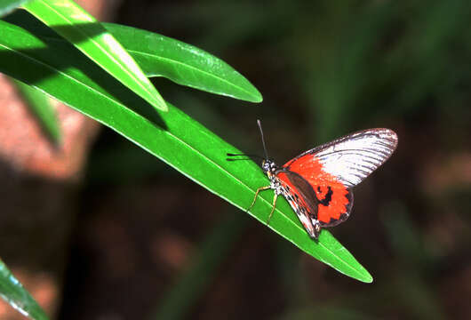 صورة Acraea lia Mabille 1879