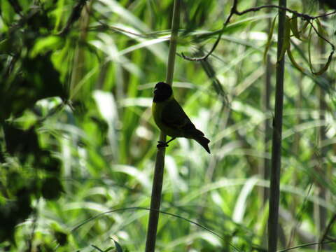 Image of Hooded Siskin