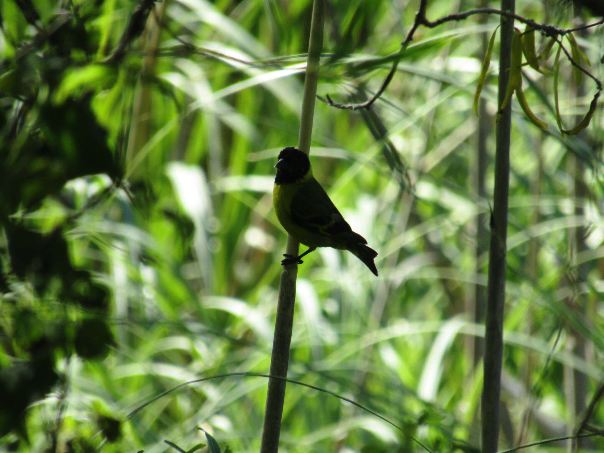 Spinus magellanicus (Vieillot 1805)的圖片