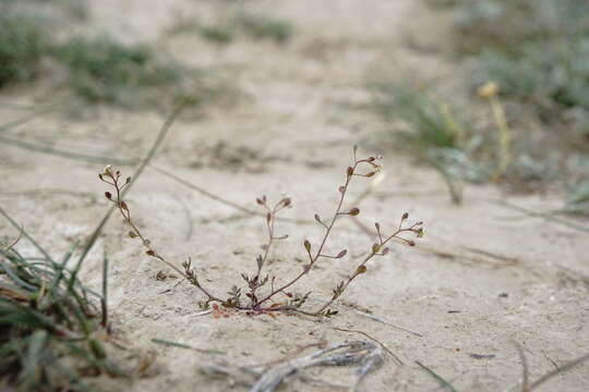 Imagem de Hornungia procumbens (L.) Hayek