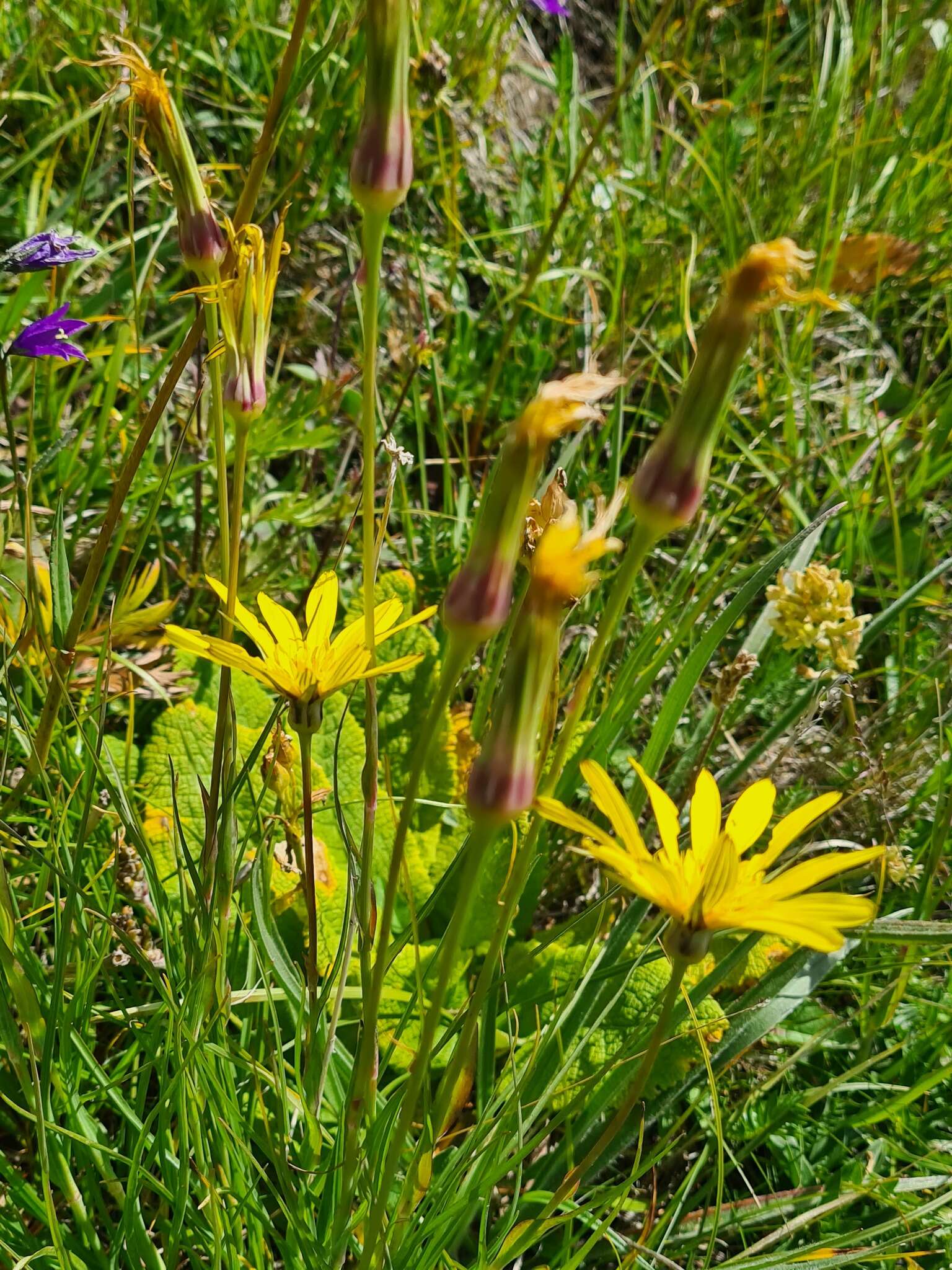 صورة Tragopogon reticulatus Boiss. & Huet