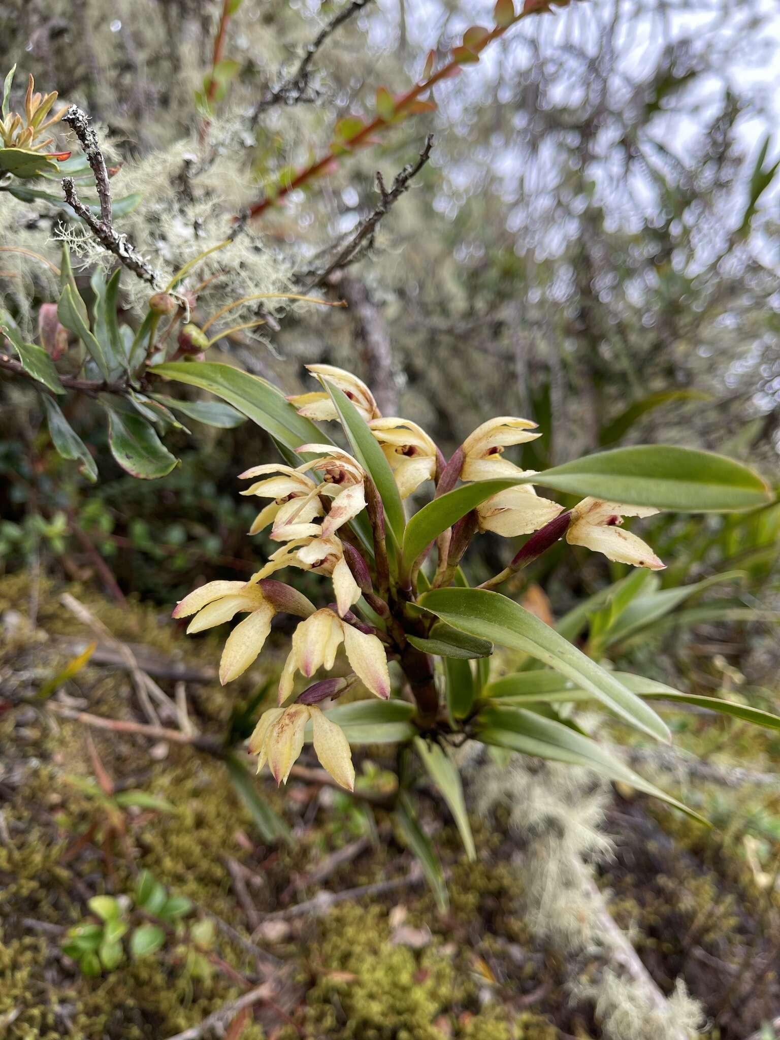 Image of Maxillaria embreei Dodson