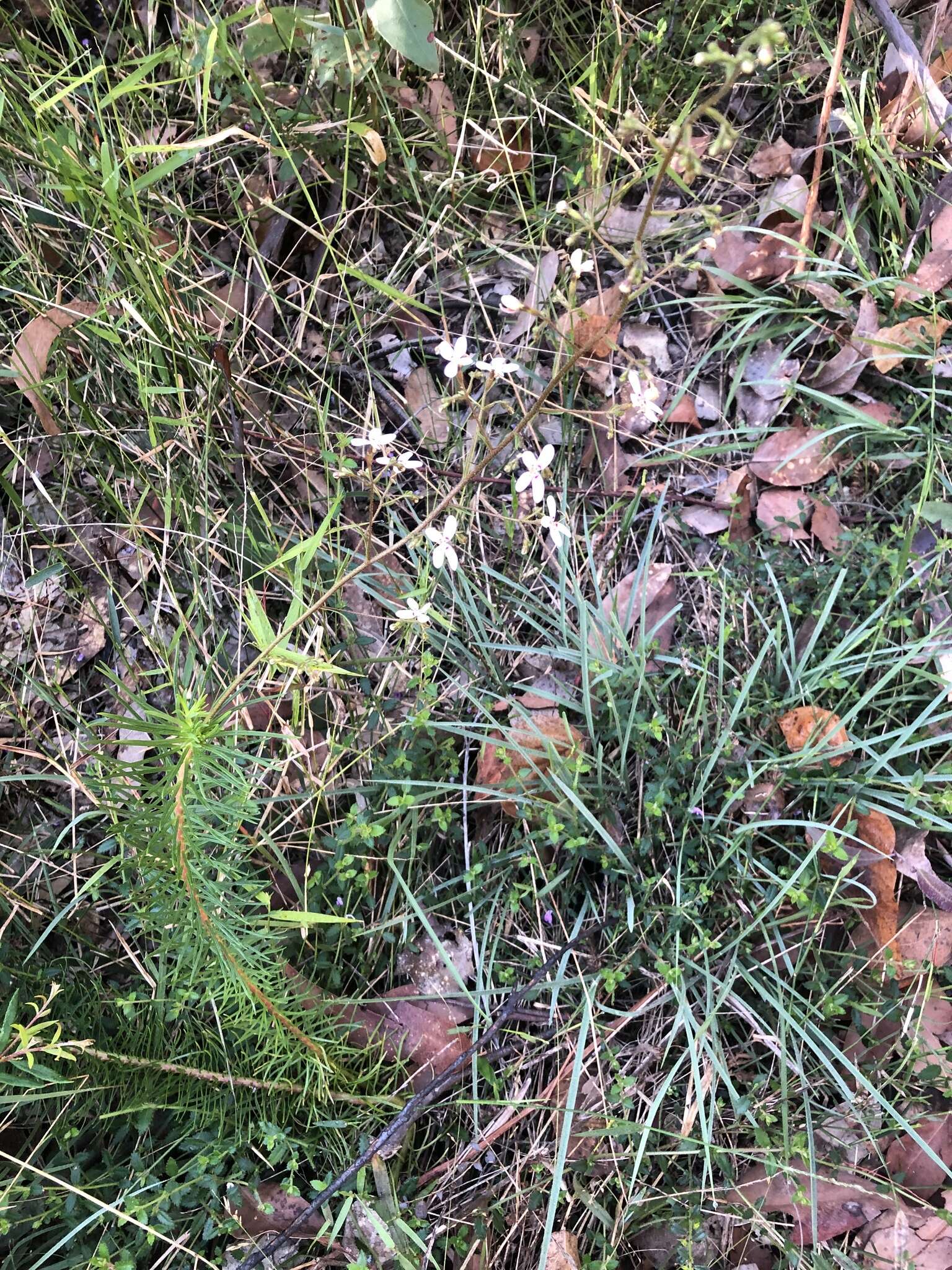 Image of Stylidium laricifolium Rich.