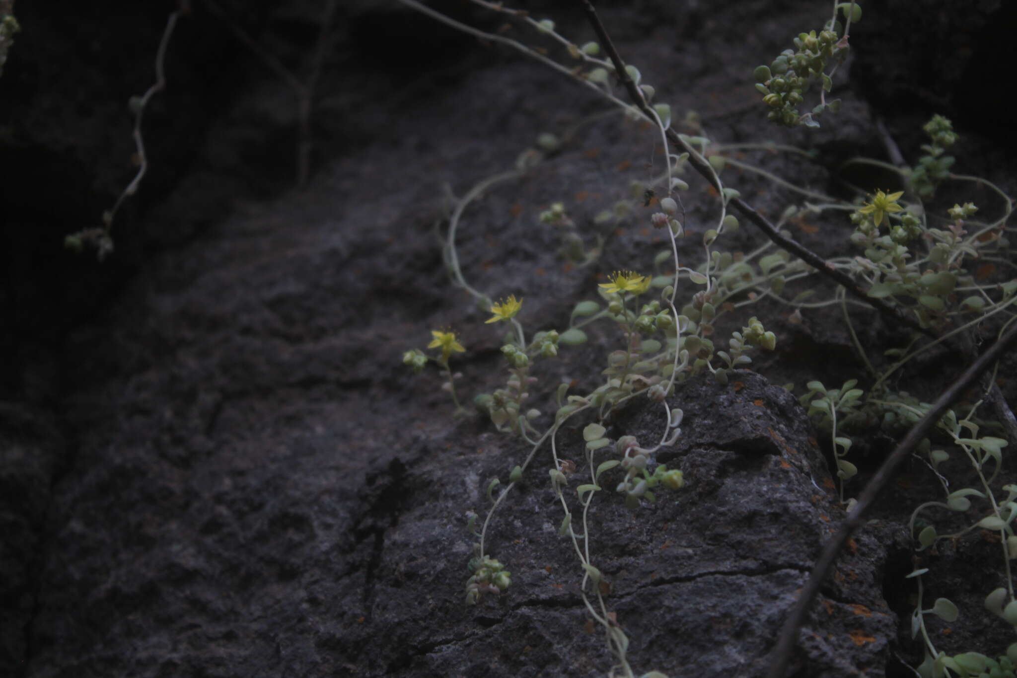 Image of Sedum clausenii E. Perez-Calix