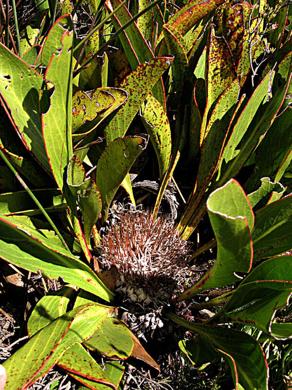 Plancia ëd Protea pruinosa J. P. Rourke