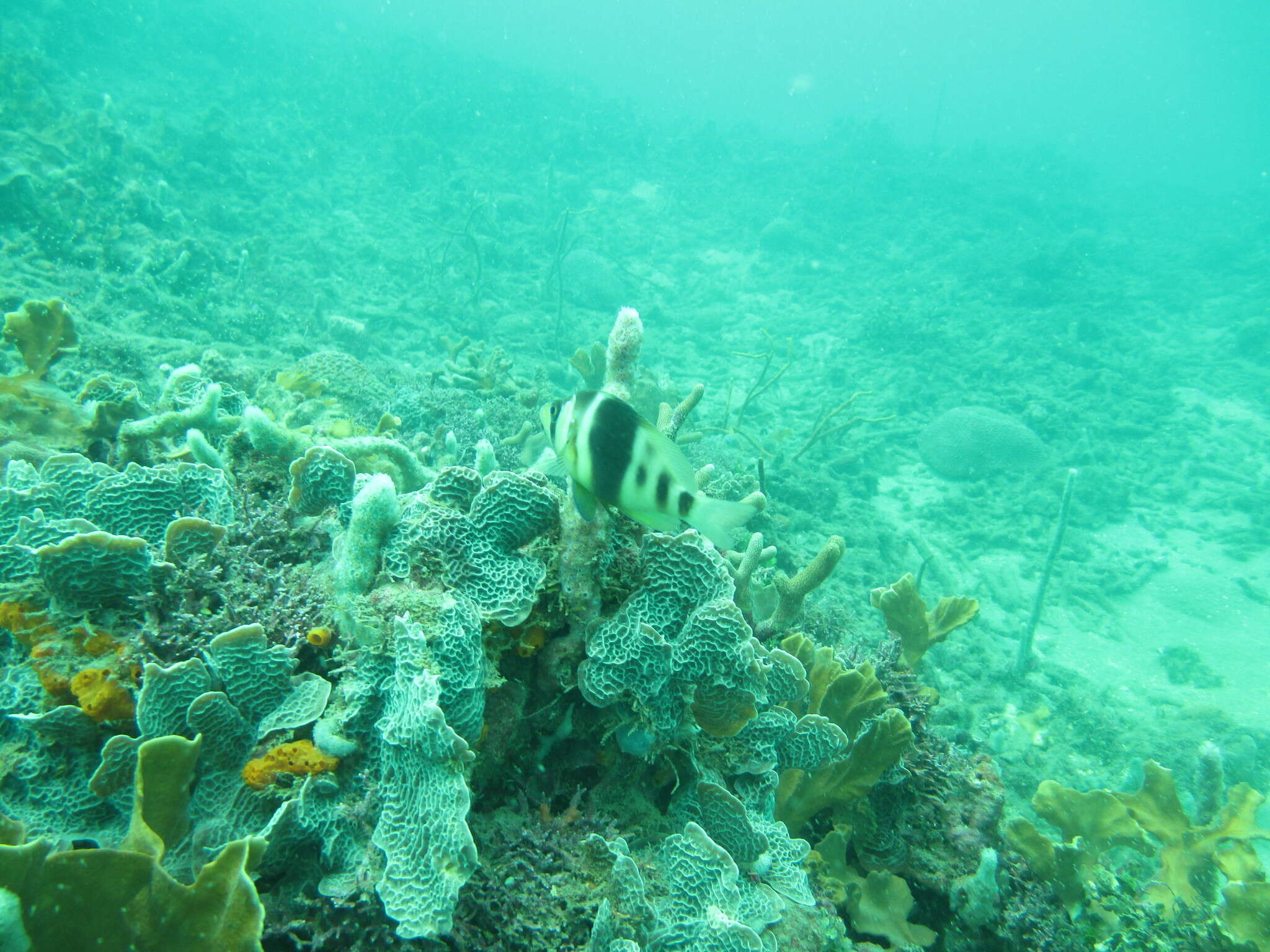 Image of Barred Hamlet