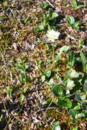 Image of Taraxacum arcticum (Trautv.) Dahlst.