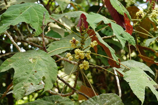 Image of Macaranga triloba (Thunb.) Müll. Arg.