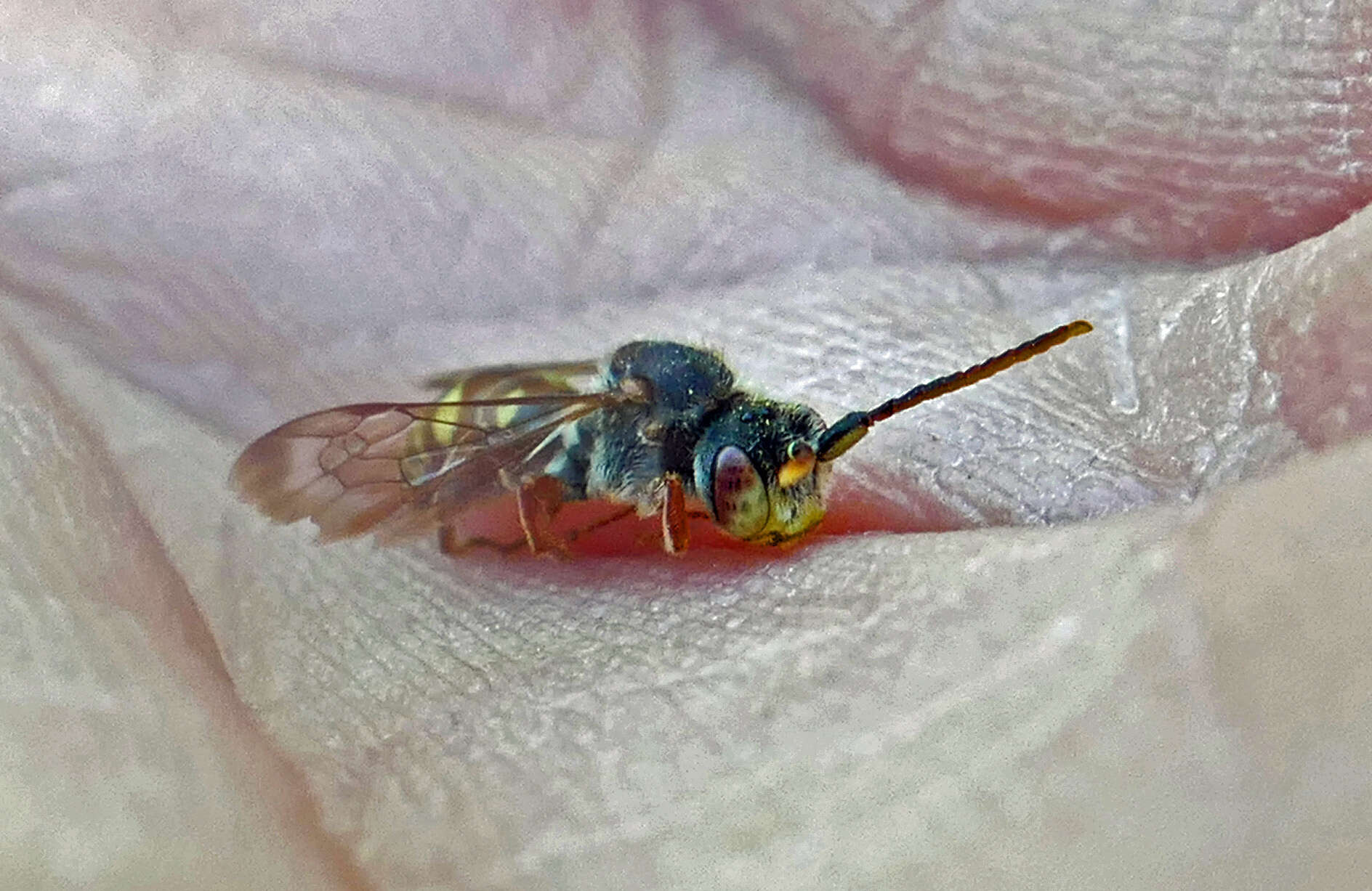 Image of Nomada articulata Smith 1854