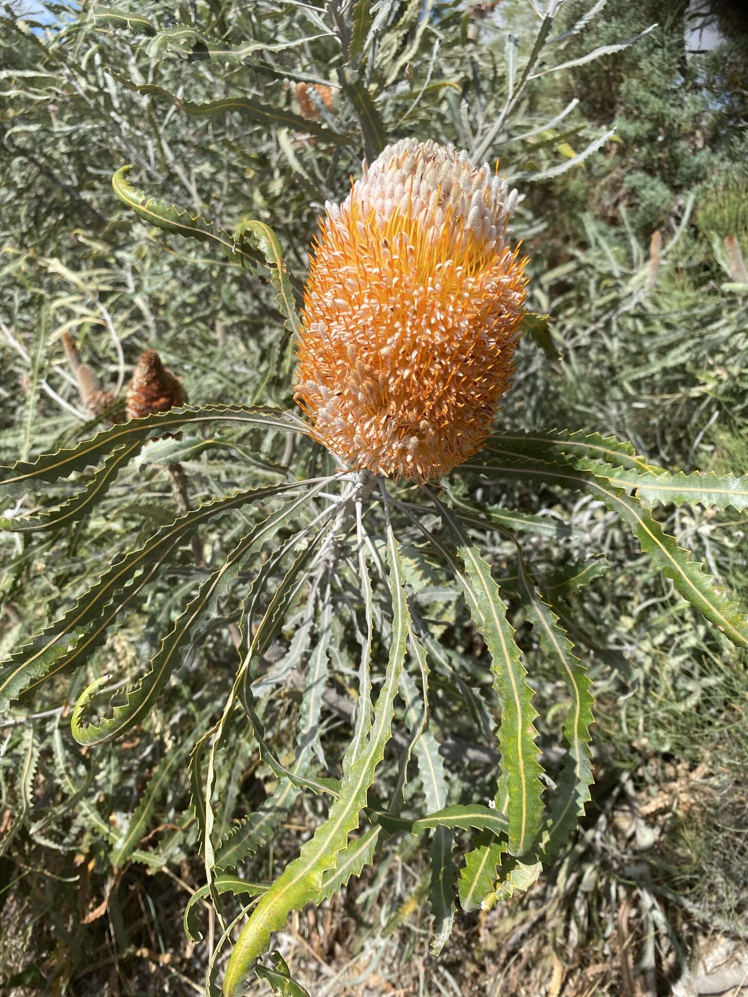 Image of Banksia prionotes Lindl.