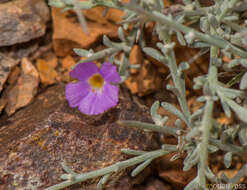 Image of Campylanthus spinosus Balf. fil.