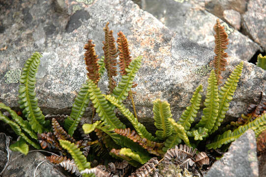 Image de Austroblechnum penna-marina subsp. penna-marina