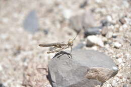 Image of Trepidulus rosaceus (Scudder & S. H. 1900)