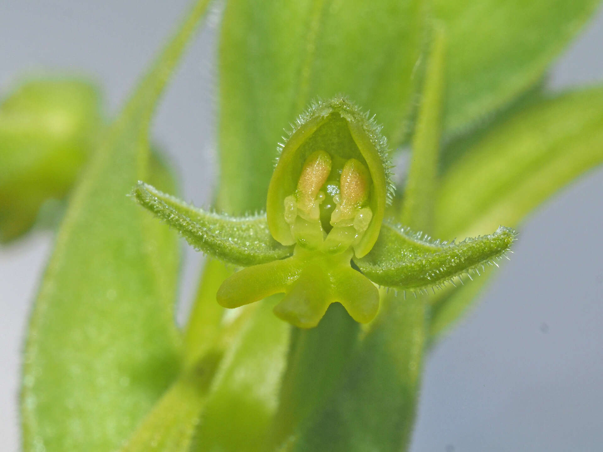 Image of Habenaria pseudociliosa Schelpe ex J. C. Manning