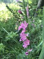 Image of dwarf checkerbloom