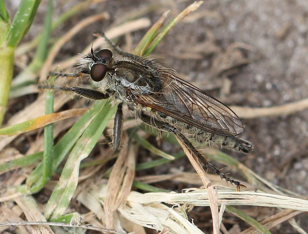 صورة Dysmachus trigonus (Meigen 1804)