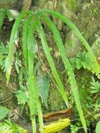 Image of Pteris longipinna Hayata