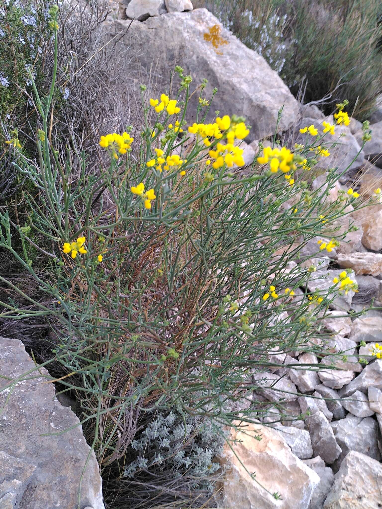 Image of Coronilla juncea L.