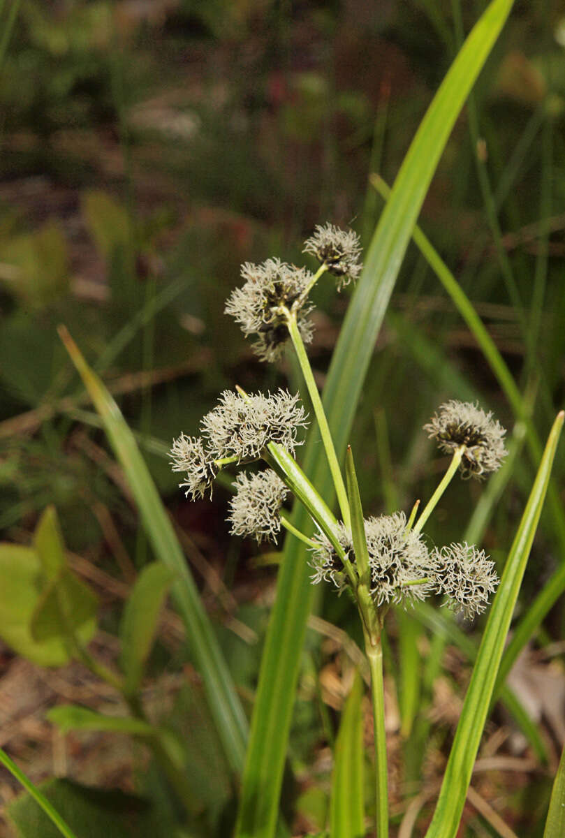 Scirpus microcarpus J. Presl & C. Presl resmi