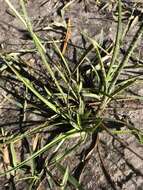 Imagem de Cyperus distinctus Steud.