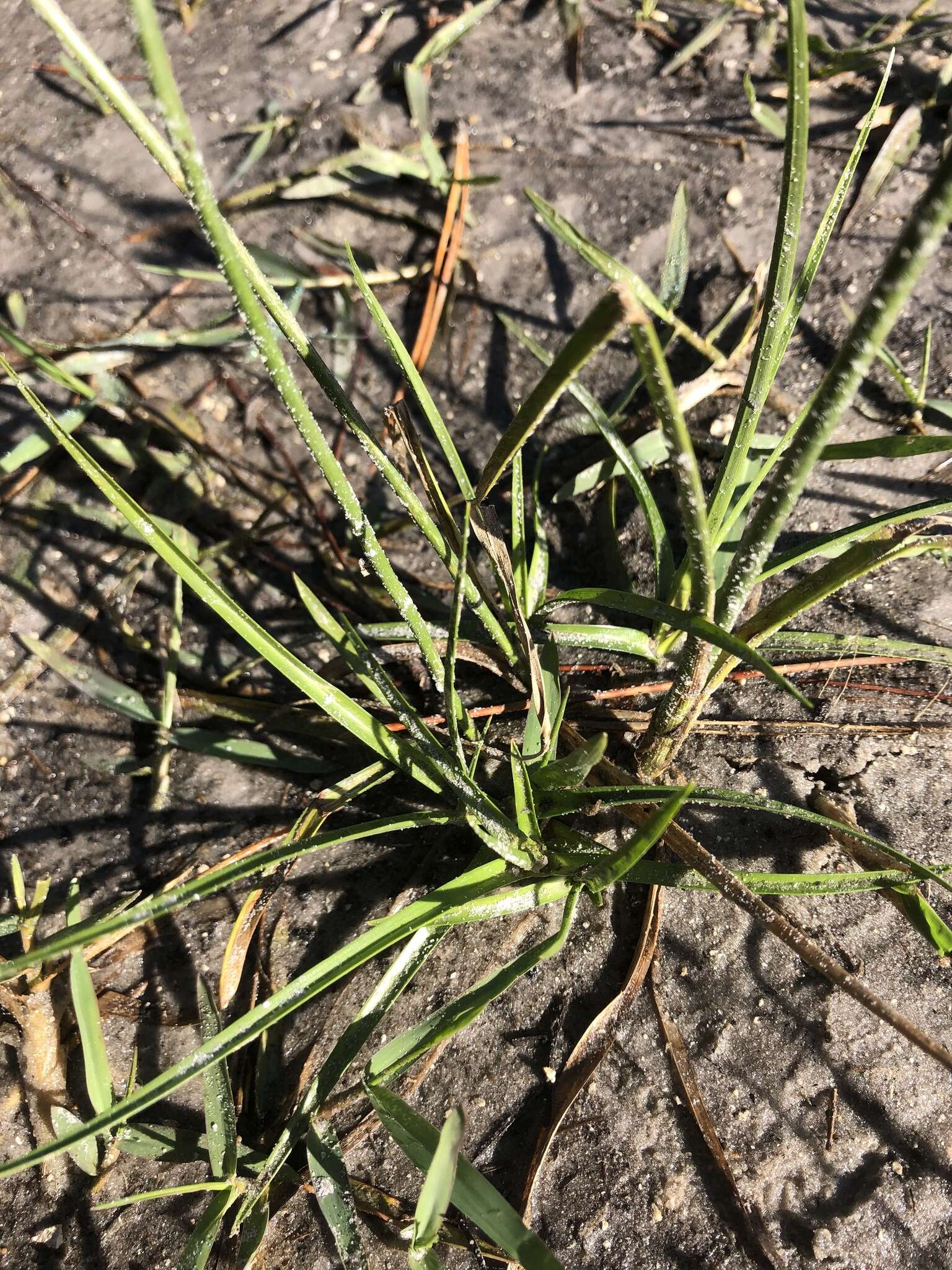 Image of Swamp Flat Sedge