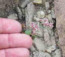 Imagem de Eriogonum rotundifolium Benth.