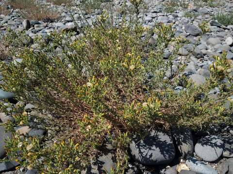 Image de Heterotheca oregona var. compacta (Keck) J. C. Semple