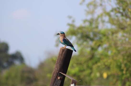 Image of Indian Roller